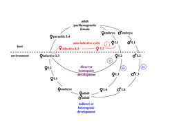 The life-cycle of Strongyloides stercoralis. Infective female third-stage larvae invade a new host by skin penetration and eventually establish in the small intestine of the host.