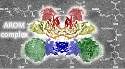 In the foreground are the enzymatic components of the AROM complex, the background shows scetches of chemical reactions.