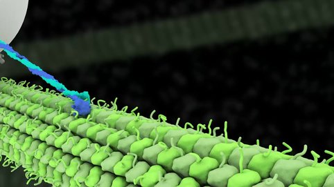Rotational hand-over-hand kinesin stepping mechanism with substeps. Animation made by Janet Iwasa based on Sudhakar 2021 & Ramaiya 2017.