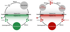 Red algae life cycle schemes. Haplo-diplontic life cycles are characterized by mitotic divisions in both the diploid zygote and haploid meiotic spores.