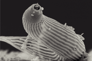 Image of a nematode
