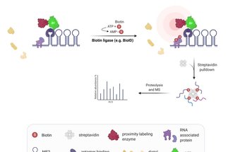 Establishment of background-free RNA proximity labelling for low abundant RNA-protein complexes