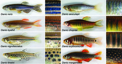 Danio species showing a variety of different pigment patterns
