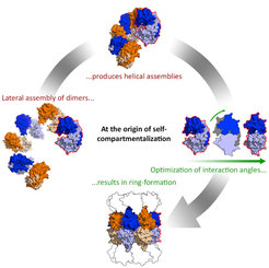 Model for the evolution of self-compartmentalizing proteases, starting from a lateral assembly of dimers, over helical assemblies to ring formations.