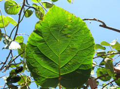 Kiwifruit leaf exhibiting symptoms of infection by Pseudomonas syringae pathovar actinidiae.