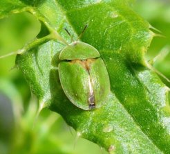 A green tortoise leaf beetle Cassida rubiginosa sitting on a leaf.