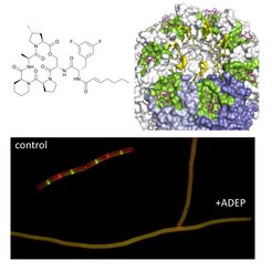Upper left depiction shows chemical structure of an acyldepsipeptide antibiotics congener. Upper right depiction shows acyldepsipeptide antibiotics bound to the proteolytic core of the compartmentalised protease ClpP. Bottom depiction shows bacillus subtilis labeled with a red membrane stain and FtsZ-GFP.