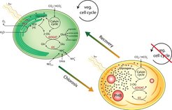 Figure 1. Life-style switch of Synechocystis cells imposed by changing ambient nitrogen supply: when vegetative growing cells (left) are exposed to nitrogen starvation, the cells undergo chlorosis. When chlorotic dormant cells (right) are provided with nitrogen, they awake and re-enter vegetative growth.