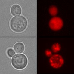 Microscopic images of cells.