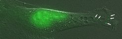 Microscopic image of a mouse fibroblast cell with fluorescent mRNA located at the migrating end of the cell.