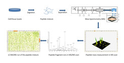 Workflow in a typical proteomics experiment from protein extraction over digestion into peptides to mass spectrometry analysis.