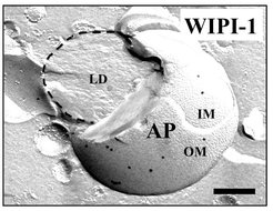 Microscopic image of an autophagosome with inner and outer membranes.