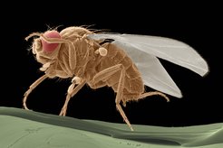 We use outbred populations of Drosophila melanogaster from all over the world to study the genetic basis of complex traits.
Picture: Jürgen Berger