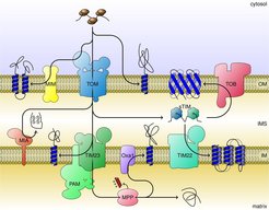 Schematic depiction of import pathways of mitochondrial proteins.