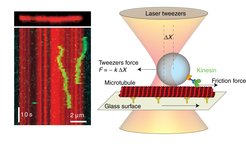 On the left side is a fluorescent image of single motor proteins. Motion of two diffusing kinesin molecules on a microtubule shown as a time series kymograph. On the right side is a schematic illustrating the measurement of the the friction force between the motor and its microtubule track.