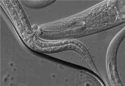 Microscopic image of two Pristionchus pacificus nematodes.