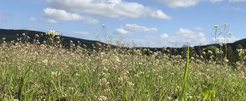 A field of flowering Arabidopsis thaliana in the front, with mountains and a blue sky in the background