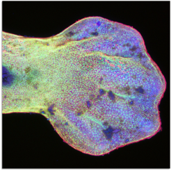 Confocal image of frog tadpole limb