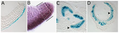Microscopic images of leaf primordia with highlighted morphogen-like patterning activities of mobile small RNAs.