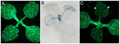 Close-ups of Arabidopsis seedlings with fluorescent reporters in their leaves.
