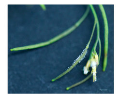 Infection of Arabidopsis fruits by the specialist pathogen Hyaloperonospora.
