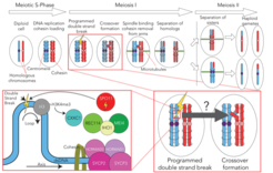 Schematic of the meiotic program of a diploid progenitor cell which gives rise to four haploid gametes.