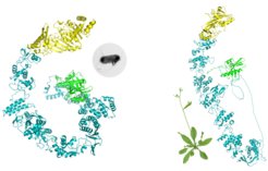 The structure of two proteins, one from bacteria and one from the plant Arabidopsis thaliana are shown. The similarity in their structure is shown by the colors